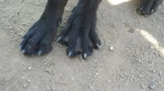 Дали е можно да се плива со куче